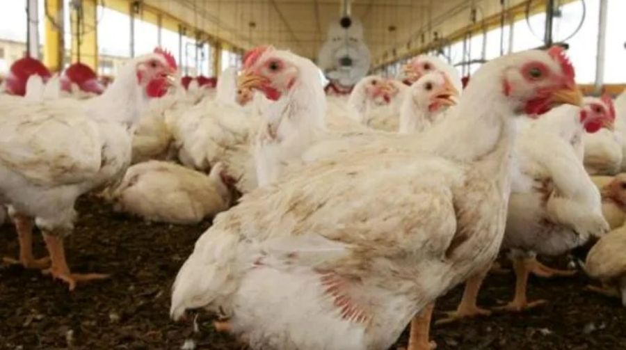 BRF abate 74 mil aves como prevenção após registro de casos de gripe aviária em cidade de Goiás